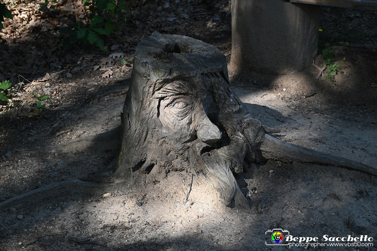 VBS_4740 - Il bosco fatato - Montaldo Roero.jpg